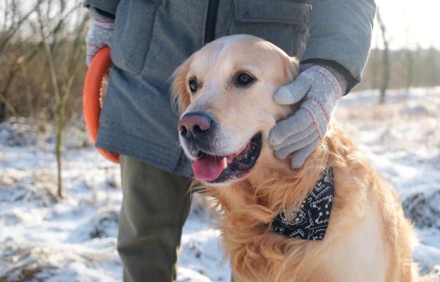 Голдън ретривър