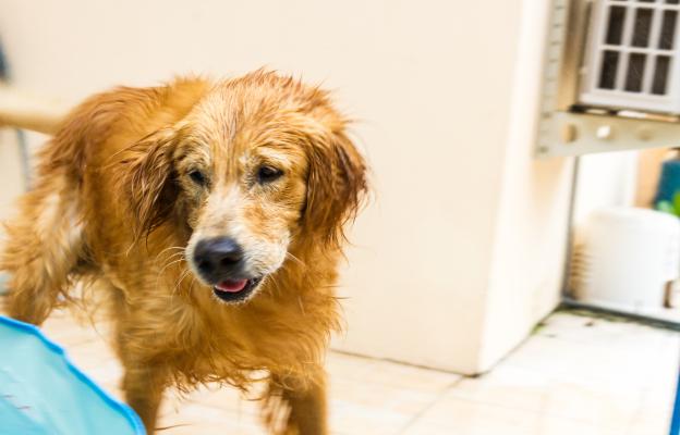 Голдън ретривър мокър