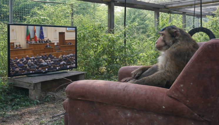 маймуна телевизия народно събрание - Алф зяпа Народното събрание
