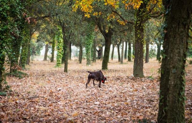 куче трюфели