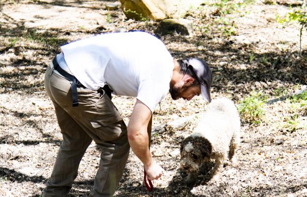 куче трюфели