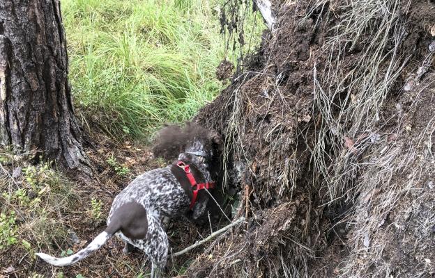 куче трюфели