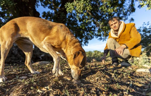 куче трюфели