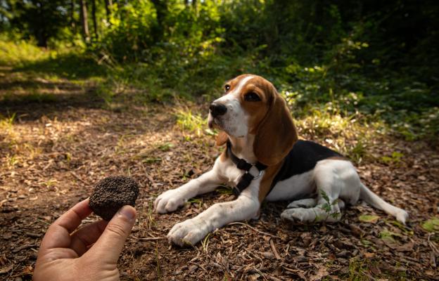 куче трюфели