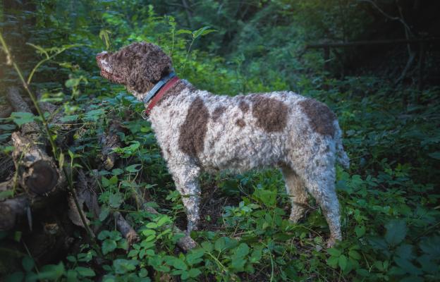 куче трюфели