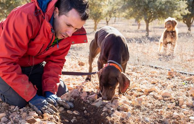 куче трюфели