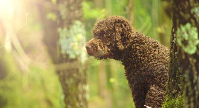 куче трюфели