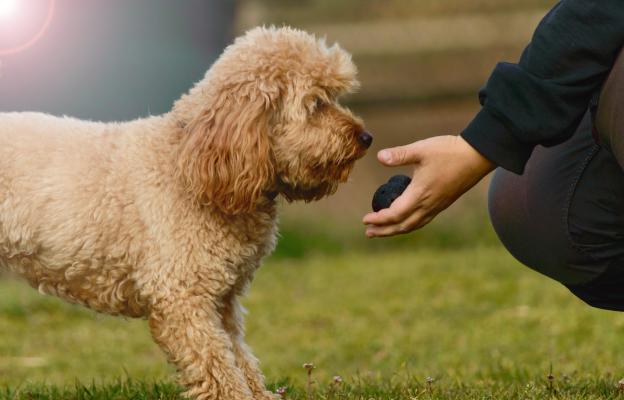 куче трюфели