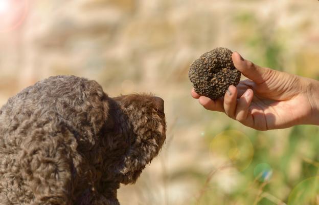 куче трюфели