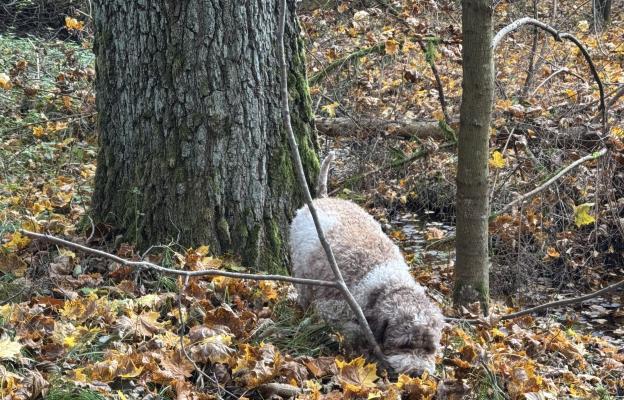 куче трюфели