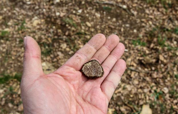 куче трюфели