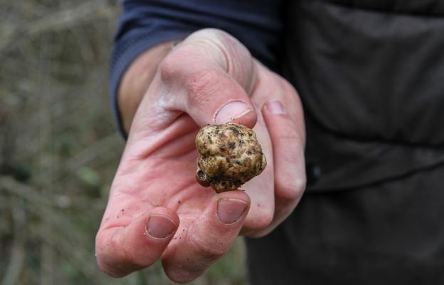 куче трюфели