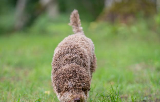 куче трюфели