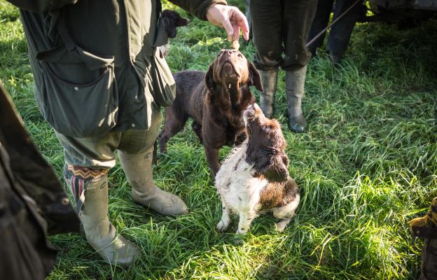 куче трюфели