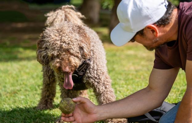 куче трюфели