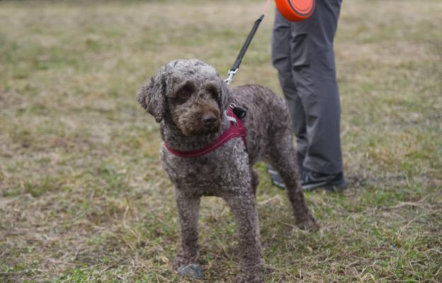 куче трюфели