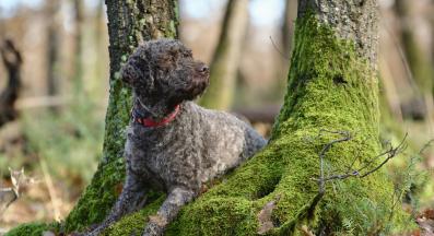 Лагото Романьоло