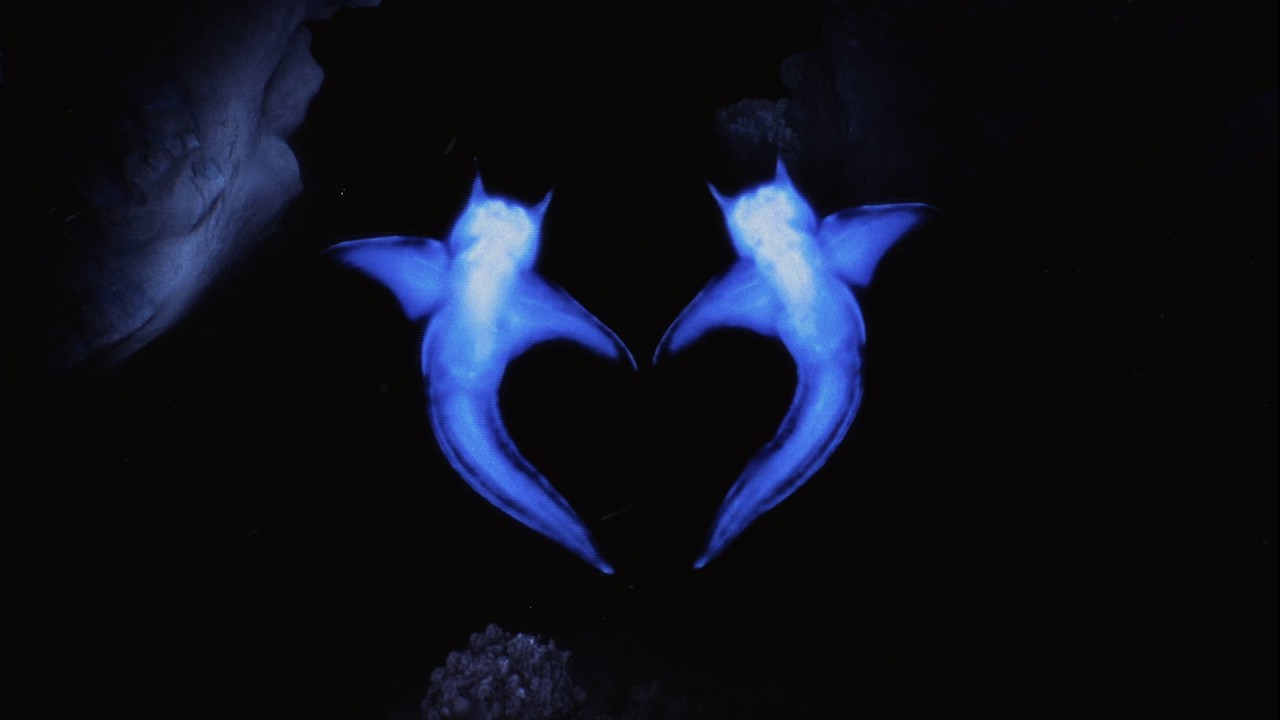 Danny L Harle ft. Dua Lipa - Two Hearts