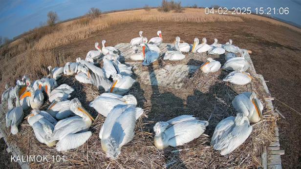 Започва размножаването на къдроглавите пеликани