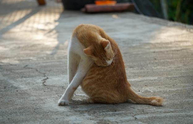 Котка се разтяга