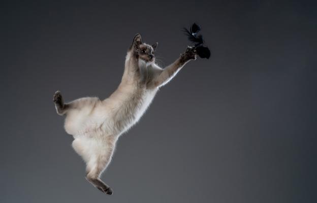 Котка се разтяга