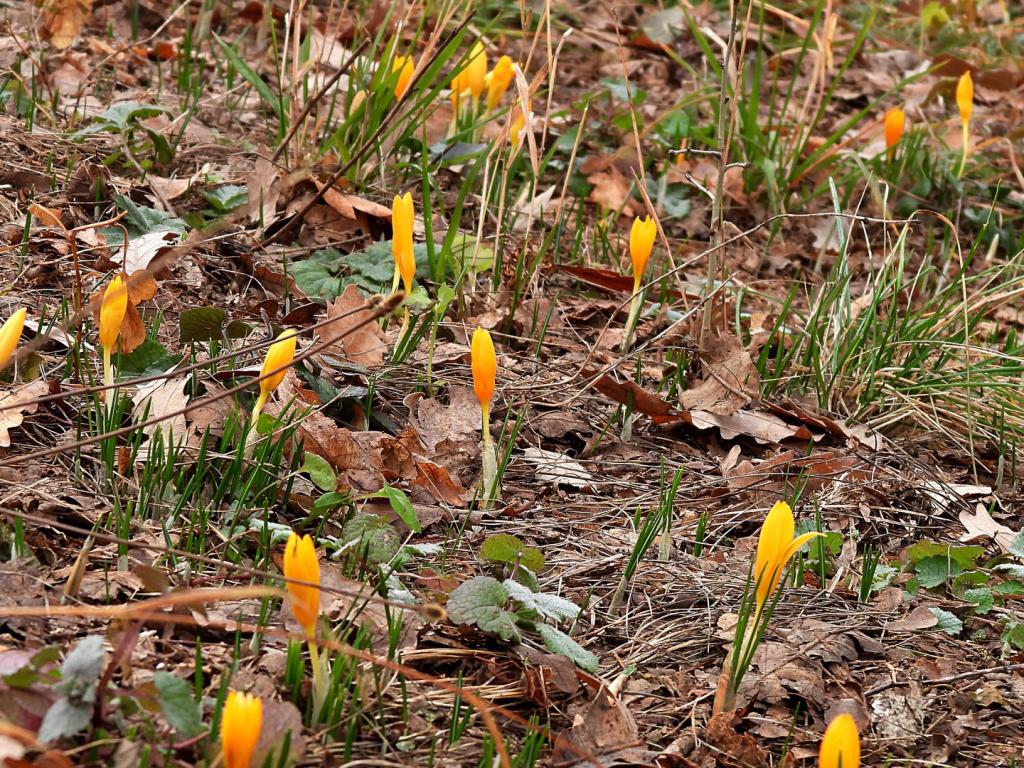 Пролетни минзухари в Лудогорието