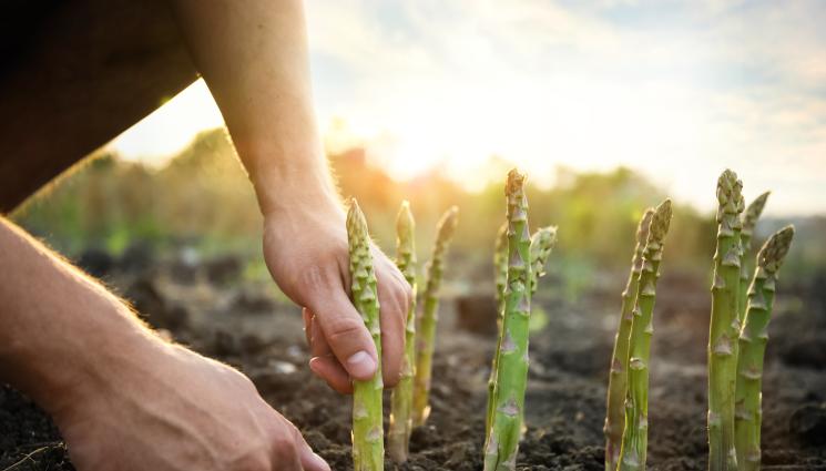 ябълка - Нивите в България два пъти по-евтини от ЕС!
