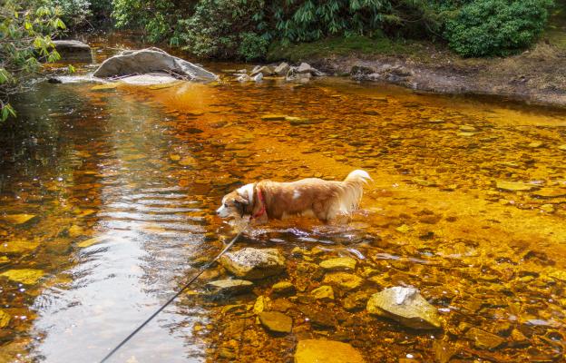 куче история