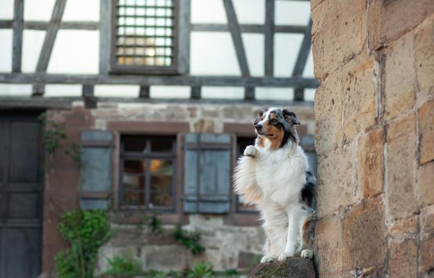 куче история