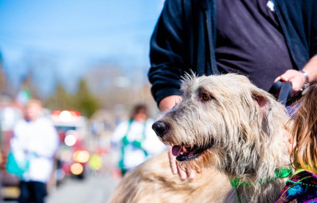 куче паметник