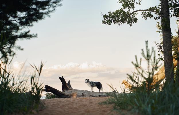 куче паметник