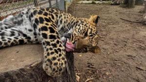 бебе Вики леопард Варна