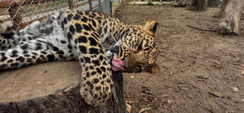 Звездата на зоопарка във Варна - малката красавица Вики вече