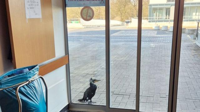 Ранена птица потърси помощ в спешното отделение на болница в Германия