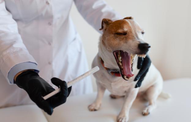 куче кашлица