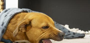 Кучето ви кашля? Каква може да е причината и кога е време за преглед при ветеринар