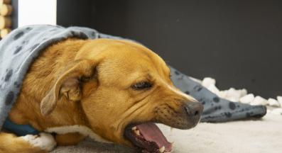 куче кашлица