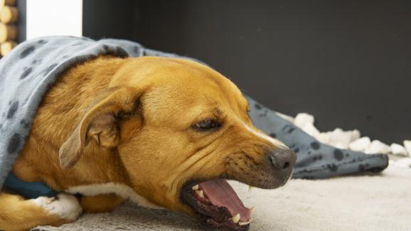 Кучето ви кашля? Каква може да е причината и кога е време за преглед при ветеринар