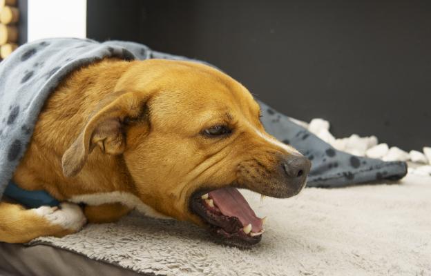 куче кашлица