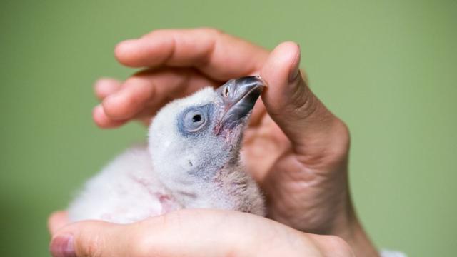 Добре дошло, малко брадато лешоядче! Излюпи се първото в Спасителния център на „Зелени Балкани“ (ВИДЕО)
