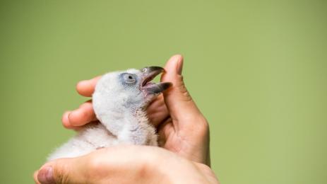 брадат лешояд