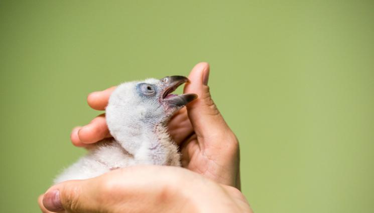 брадат лешояд - ПЪРВОТО ЗА СЕЗОНА: Излюпи се брадато лешоядче Спасителния център на „Зелени Балкани“ (ВИДЕО)