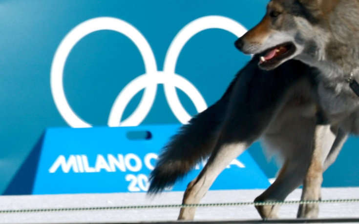 Най-неочакваният фотофиниш на Олимпийските игри: вълчак срещу скиори (видео)