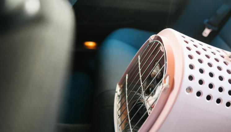 котка - УЖАСЯВАЩО: Мъж и жена ловят бездомни котки и кучета с примки и капани