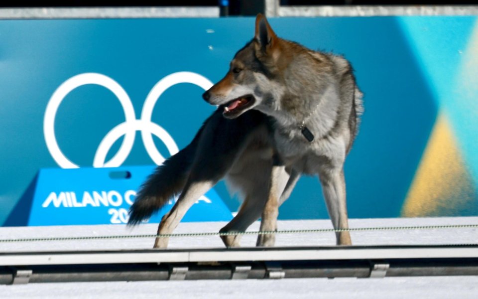 Най-неочакваният фотофиниш на Олимпийските игри: вълчак срещу скиори (видео)