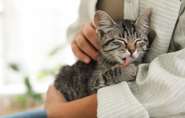 Котка се мие