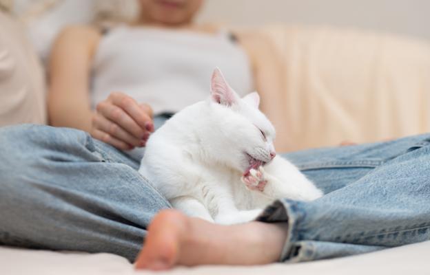 Котка се мие