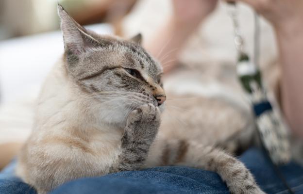 Котка се мие