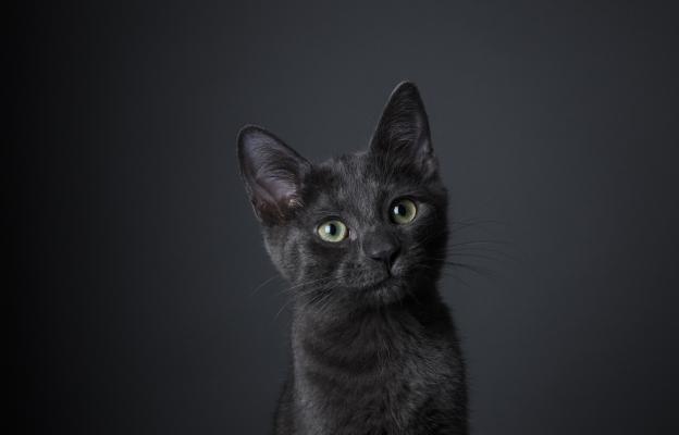 Котка и малки котенца