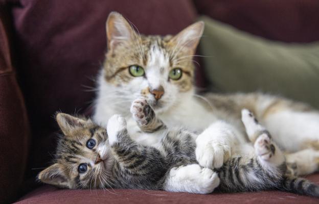 Котка и малки котенца